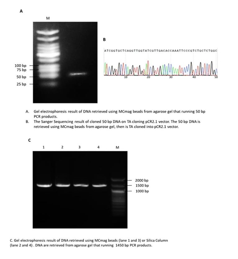 MCMag Gel Extraction Kit Molecular Cloning Laboratories (MCLAB)